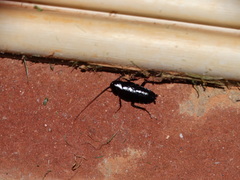 Blatta orientalis
