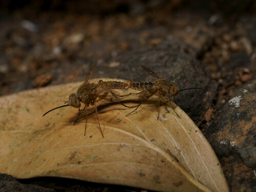 Geron albescens