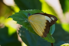 Appias lyncida