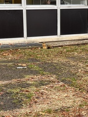Sciurus niger