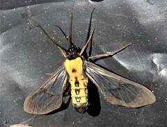 Sarosa notata
