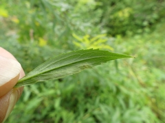 Calycomyza solidaginis