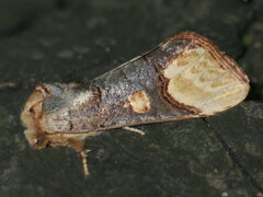 Phalera bucephaloides