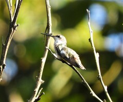 Archilochus colubris