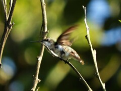 Archilochus colubris