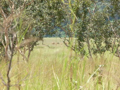 Syncerus caffer nanus