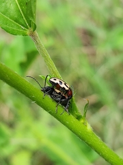 Atalasis sagroides