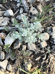 Thymophylla micropoides