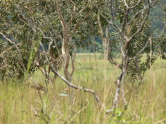 Syncerus caffer nanus