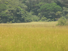 Syncerus caffer nanus