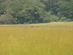 Syncerus caffer nanus