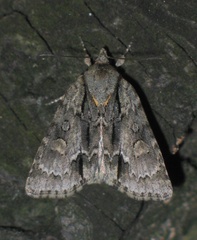 Acronicta strigosa