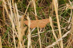 Idaea ochrata