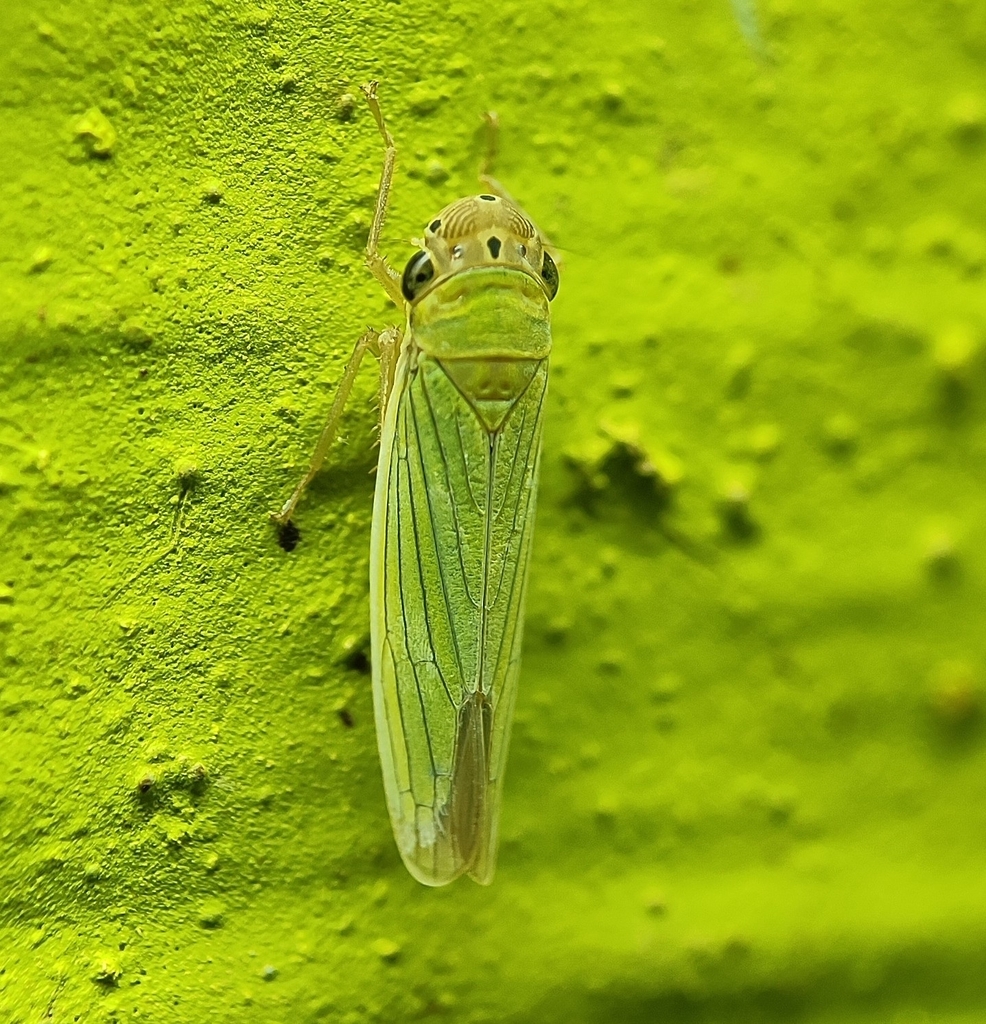Cofana subvirescens