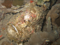 Antennarius commerson