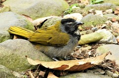 Saltator atriceps