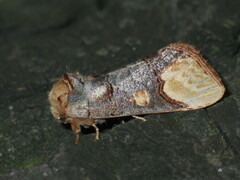 Phalera bucephaloides