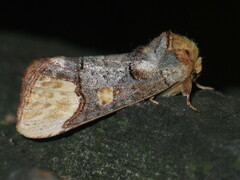 Phalera bucephaloides