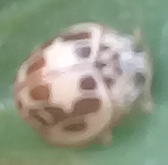 Psyllobora confluens