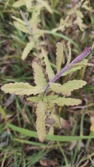Teucrium scordium