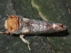 Phalera bucephaloides