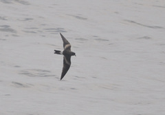 Hydrobates leucorhous