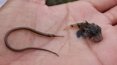 Syngnathus louisianae