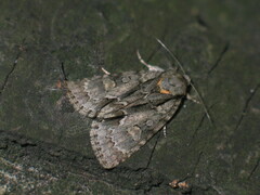 Acronicta strigosa