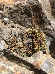 Selaginella watsonii