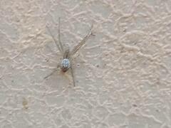 Cyrtophora cicatrosa