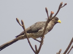 Crinifer piscator