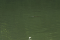 Crocodylia