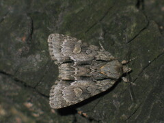 Acronicta strigosa