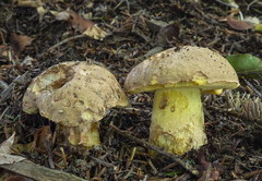 Butyriboletus subappendiculatus
