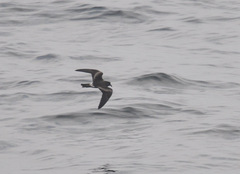 Hydrobates leucorhous