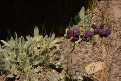 Calceolaria arachnoidea