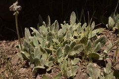 Calceolaria arachnoidea