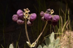 Calceolaria arachnoidea