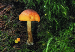 Gymnopilus bellulus