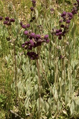 Calceolaria arachnoidea