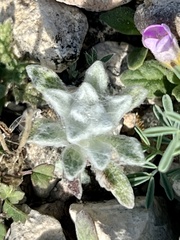 Thymophylla micropoides