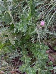 Carduus tenuiflorus