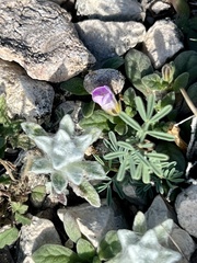 Thymophylla micropoides