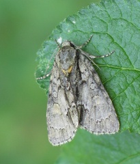 Acronicta strigosa