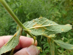 Pucciniastrum epilobii