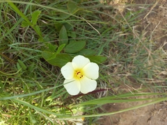Hibiscus aethiopicus