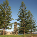Norfolk Island Pine - Photo (c) bertknot, some rights reserved (CC BY-SA)