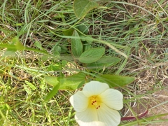 Hibiscus aethiopicus