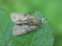 Acronicta strigosa
