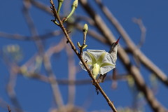 Ipomoea intrapilosa